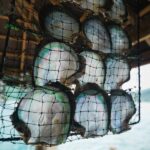 black-lipped-oyster-shell-in-mesh-net