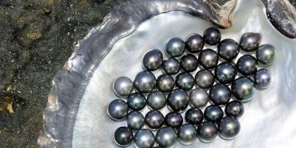 multi colours loose black tahitian pearls on oyster shell