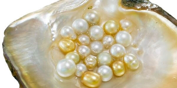 white-and-golden-loose-south-sea-pearls-on-oyster-shell